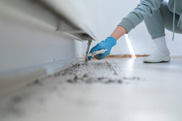 Pest Prevention Services in Laguna Woods, CA